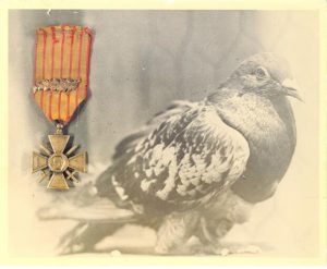 How a Wounded Pigeon Named Cher Ami Saved the Lost Battalion in WWI