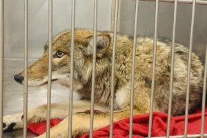 Chicago Coyote Attacks
