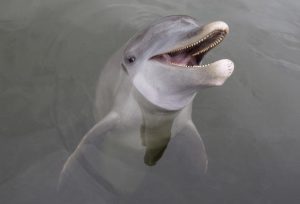 Atlantic bottlenose dolphin