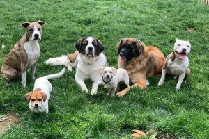 Soldier Reunited with Dog He Met While Deployed Overseas