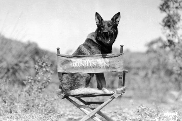 Rescued From a WWI Battlefield, This Dog Became Hollywood's Biggest Star and Saved Warner Bros. From Bankruptcy
