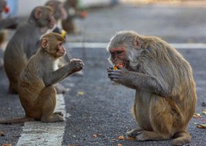 'Monkey Business': Pentagon Sued for US Taxpayer-Funded Primate Labs