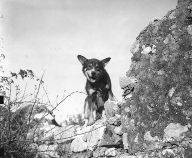 Chips the War Dog Stormed a Machine Gun Nest and Became WWII's Most Decorated K-9